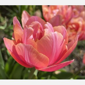 Tulipan Pink Cameo 7 lg