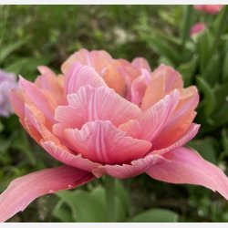Tulipan Pink Cameo 7 lg