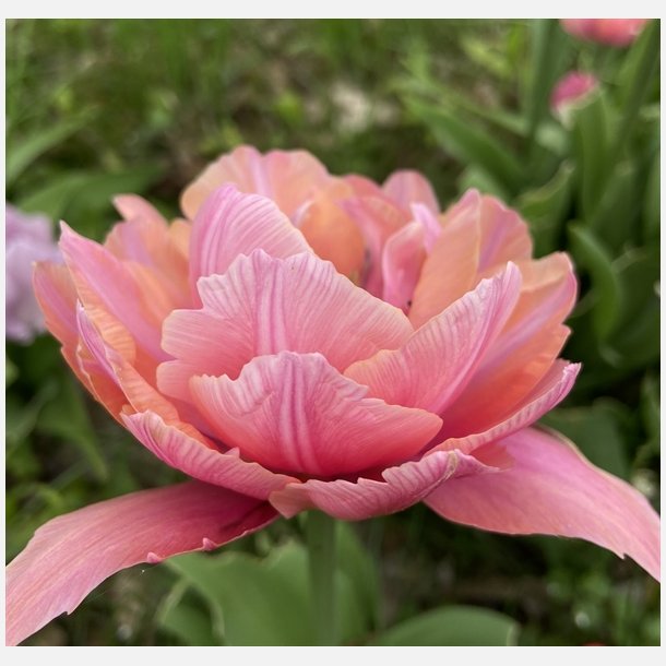 Tulipan Pink Cameo 7 lg