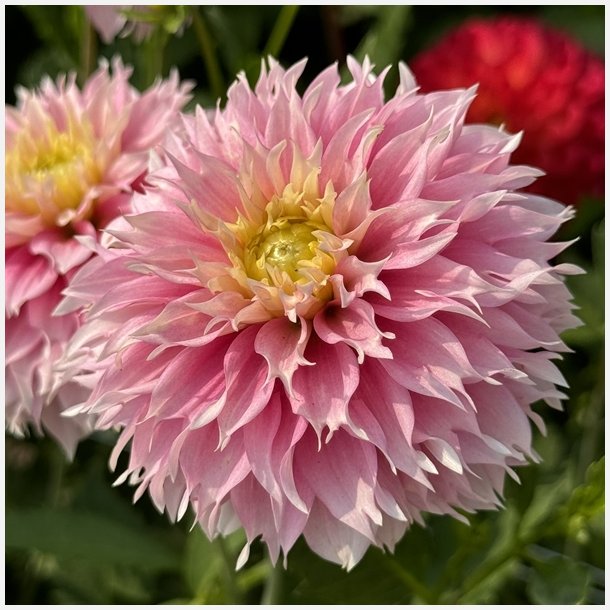 Dahlia Pink Impact
