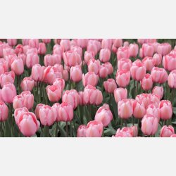 Tulipan Pink Impression 8 lg
