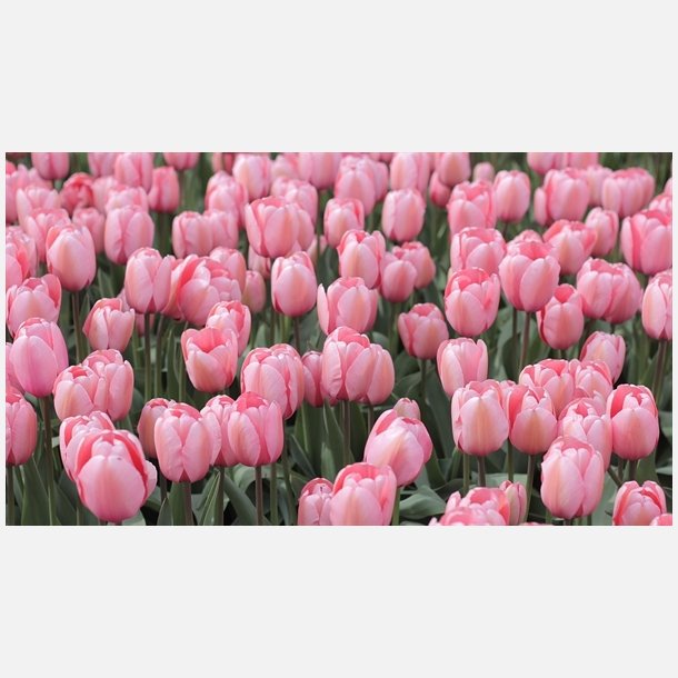Tulipan Pink Impression 8 lg