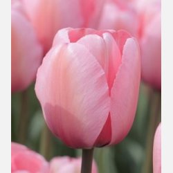 Tulipan Pink Impression 8 lg