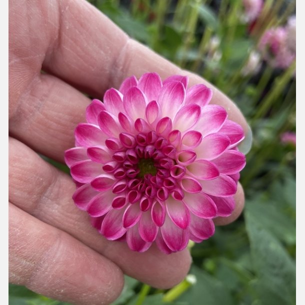 Dahlia Pink Isa 
