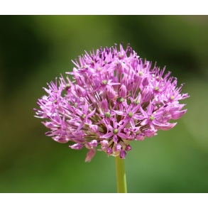 Allium Pink Jewel 3 lg