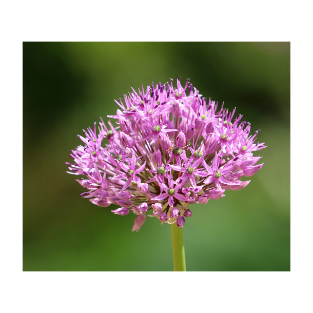 Allium Pink Jewel 3 lg