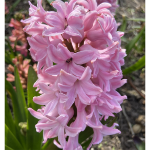 Hyacint Pink Pearl 4 lg