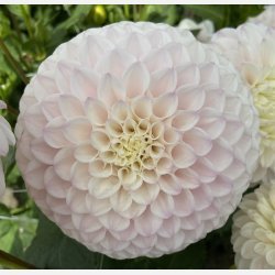 Dahlia Pink Pearl 