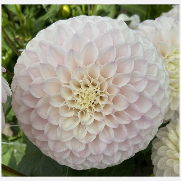 Dahlia Pink Pearl 