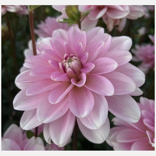 Dahlia Pink Perception