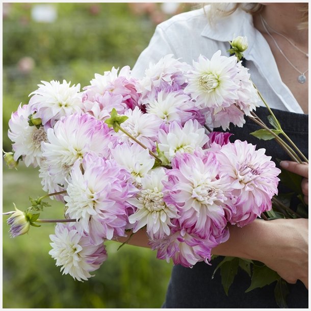 Dahlia Pink Petticoat