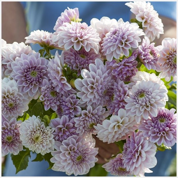 Dahlia Pink Silk