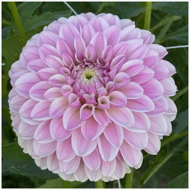 Dahlia Pink Silk