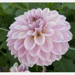 Dahlia Pink Silk