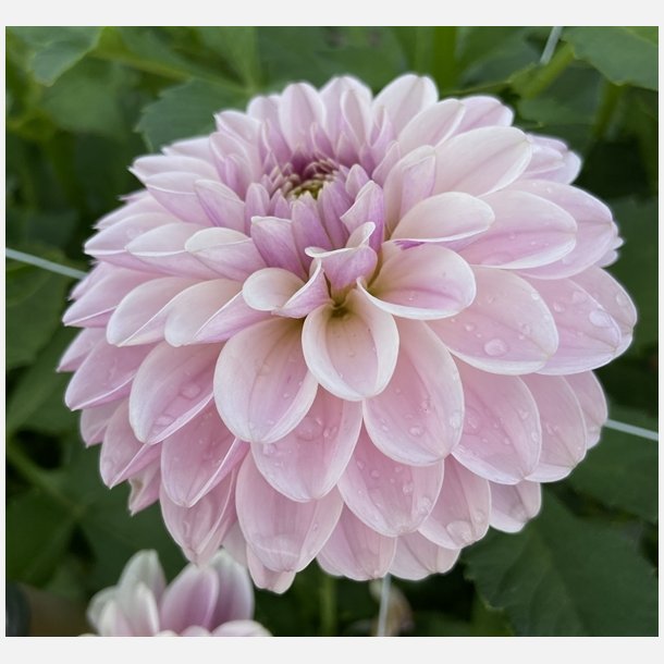 Dahlia Pink Silk