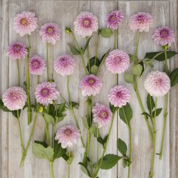 Dahlia Pink Silk