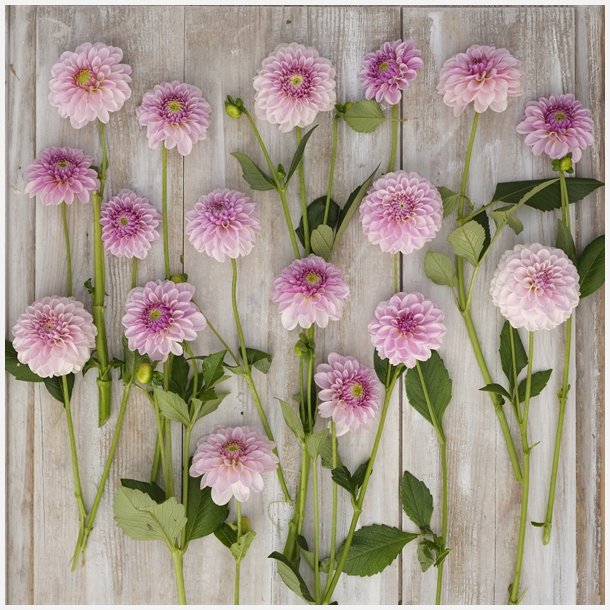 Dahlia Pink Silk