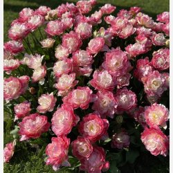 Tulipan Pink Size 5 lg