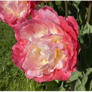 Tulipan Pink Size 5 l�g