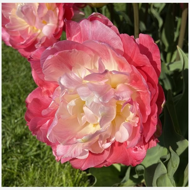 Tulipan Pink Size 5 lg