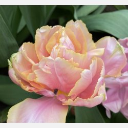 Tulipan Pink Star 8 lg