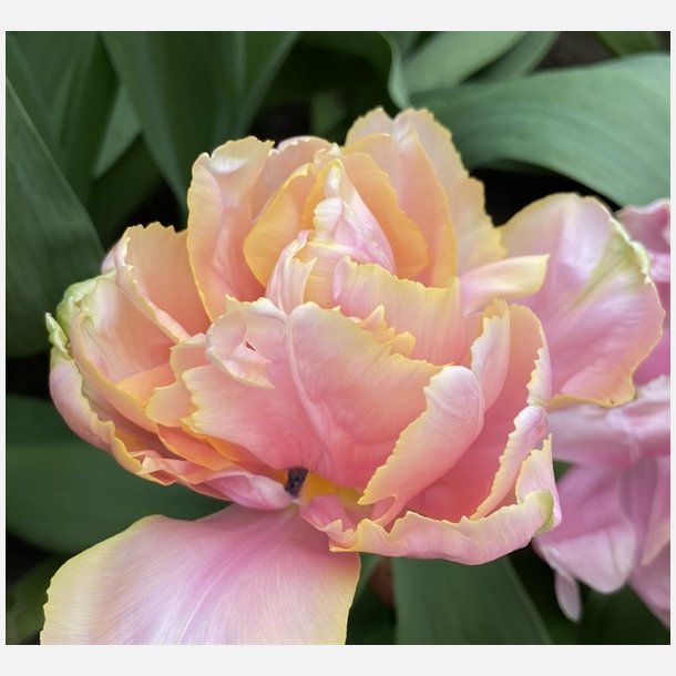 Tulipan Pink Star 8 lg