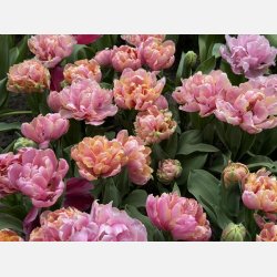 Tulipan Pink Star 8 lg