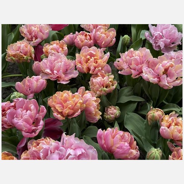 Tulipan Pink Star 8 lg