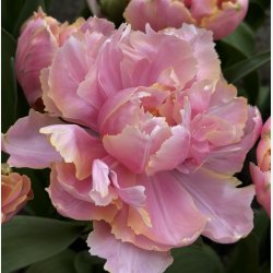 Tulipan Pink Star 8 lg