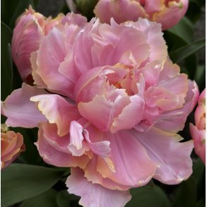 Tulipan Pink Star 8 lg