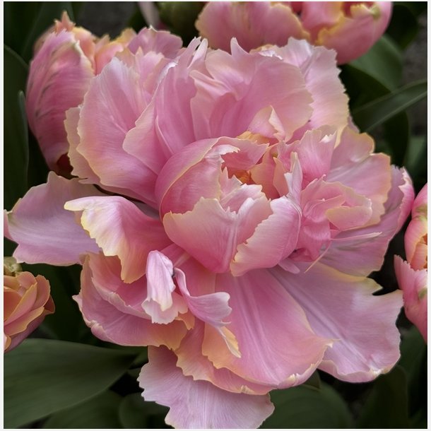 Tulipan Pink Star 8 lg