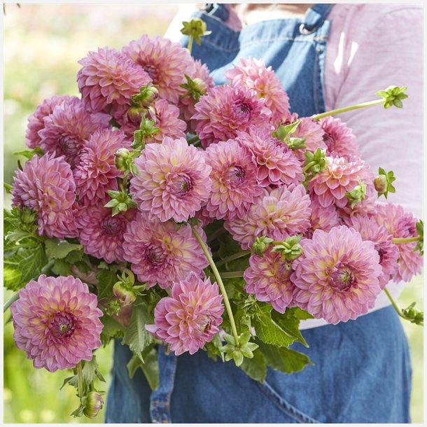 Dahlia Pink Suffusion
