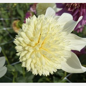 Dahlia Platinum Blonde