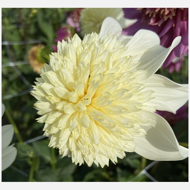 Dahlia Platinum Blonde