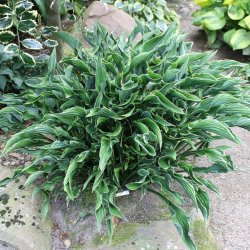 Hosta Praying Hands