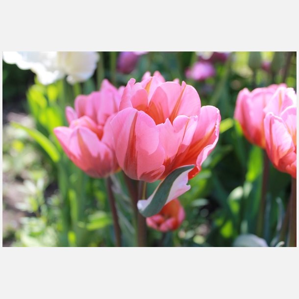 Tulipan Pretty Princess 8 lg