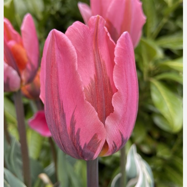 Tulipan Pretty Princess 8 lg