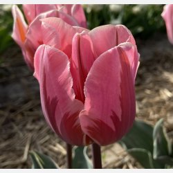 Tulipan Pretty Princess 8 lg