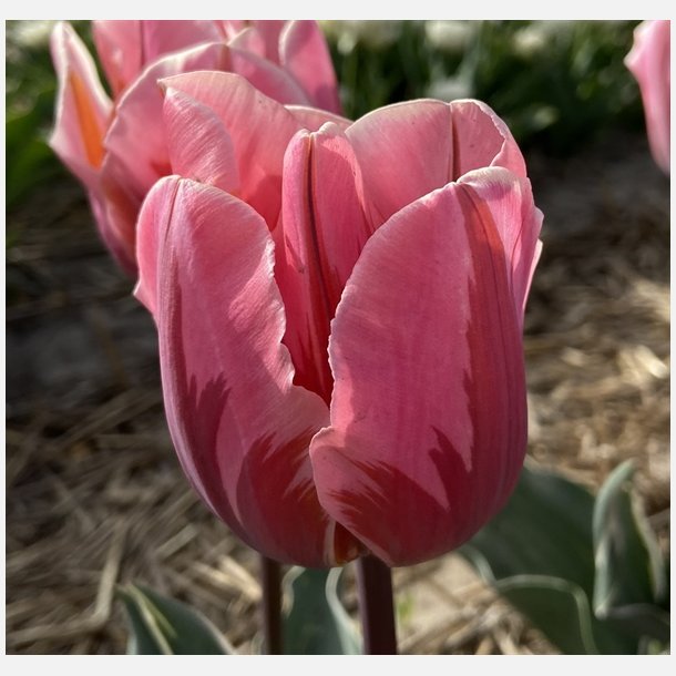 Tulipan Pretty Princess 8 lg