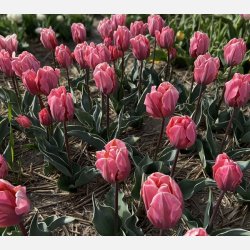 Tulipan Pretty Princess 8 lg