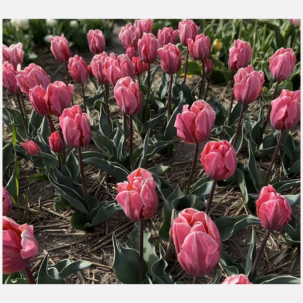 Tulipan Pretty Princess 8 lg