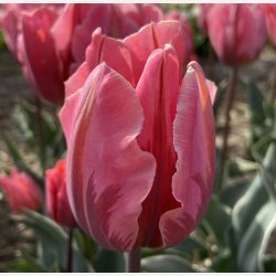 Tulipan Pretty Princess 8 lg