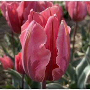 Tulipan Pretty Princess 8 lg