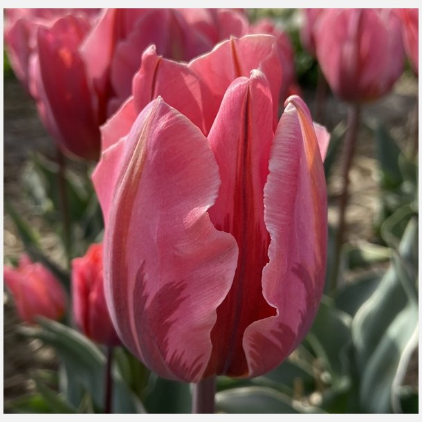 Tulipan Pretty Princess 8 lg