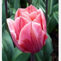 Tulipan Pretty Princess 8 lg