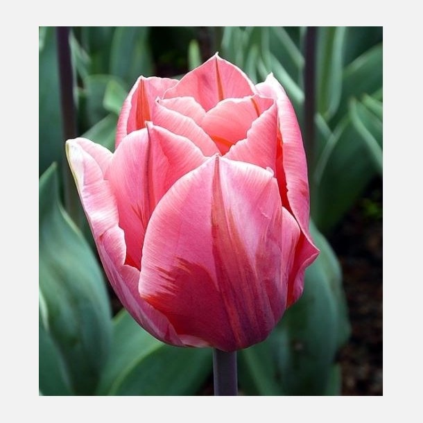 Tulipan Pretty Princess 8 lg