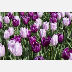Tulipan Candy mix 40 lg