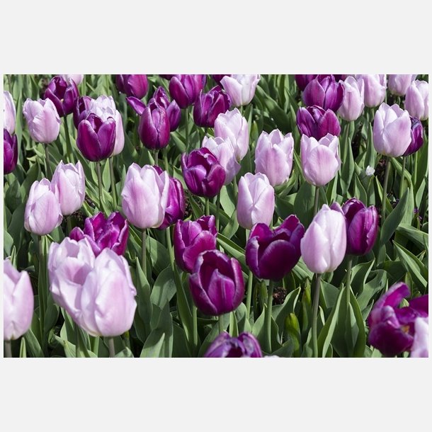 Tulipan Candy mix 40 lg