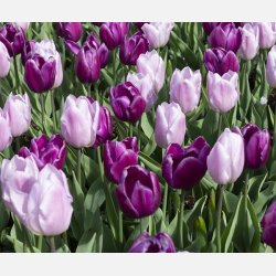Tulipan Candy mix 40 lg