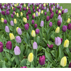Tulipan Tutti Frutti mix 50 lg